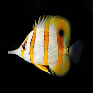 a8699e714eb494ae6f3acc670baecce1