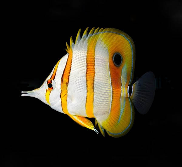 a8699e714eb494ae6f3acc670baecce1