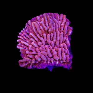 6100328432d6b6a072be817aeeffb136