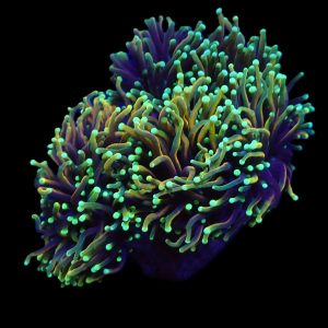 7c1fae6992c1f558650fd4576234c272