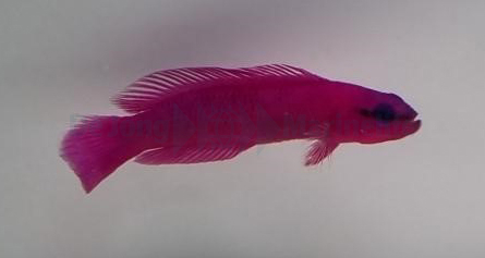 f45cdc3bbf643c2da477a30c30055ea3