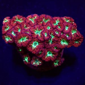 25b37b3c04dc12c2926db8bface29ffd