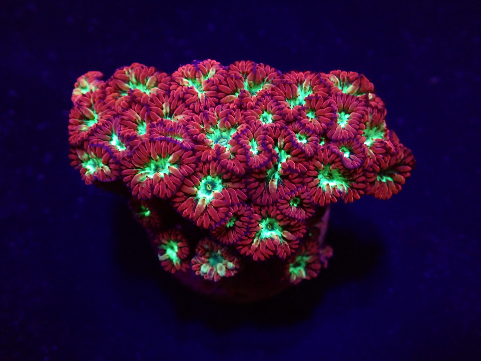 25b37b3c04dc12c2926db8bface29ffd