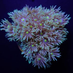 a64bca837e9e66b52af61435e204da29