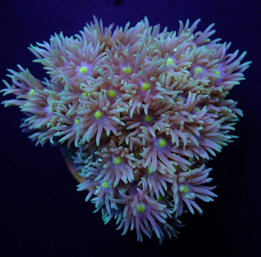 a64bca837e9e66b52af61435e204da29