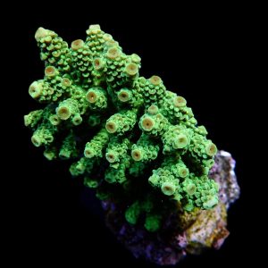 a5a138bcb9e449e33291e41e5c11cbc5