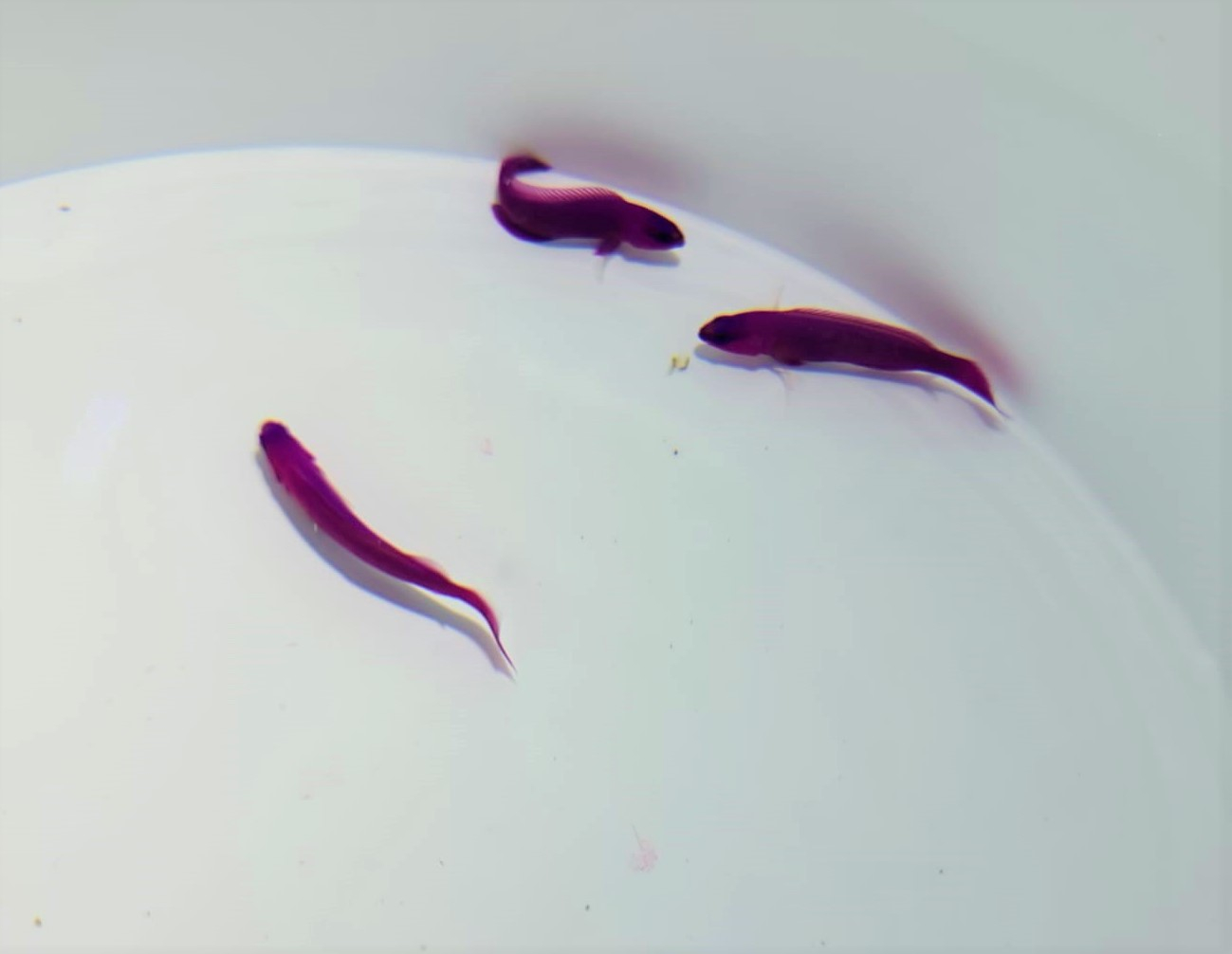 53d3d3954fb2ecf82613dfd9eda4117a