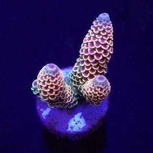 a046143b3574d9f2efdf3d03ec888391