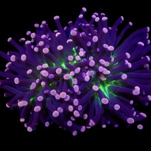 63df43b3f163522d02a5339b329cbf7e