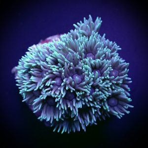 c59d1bb99bb8b9b7e9de5dc3f646bc8e