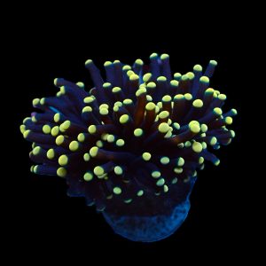 bacc5d0a63eef7dc63efa058a7bb4eed