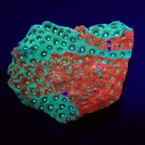 c425fc352af1f92e1ca989230fc257e3