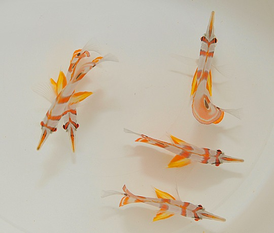 d0431e995dd4bde171894817c452c327