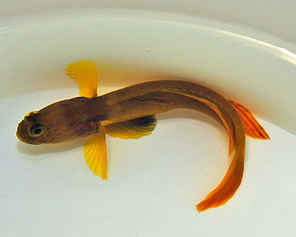 68a33c9203b8c72f81819d14ca1618f7