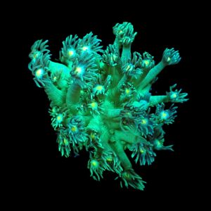 2408b8ffb13020f059c796ac812ea44d