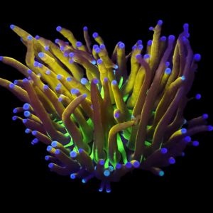 56f050f89967e9af8cdc2340d5e8b3f4