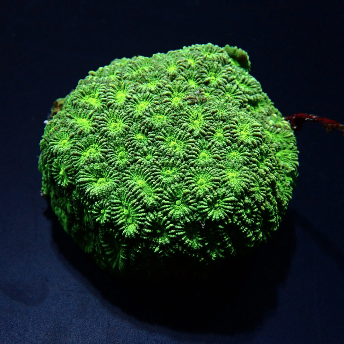 56c1686c35e2da692868b5d5bd4fdd0c