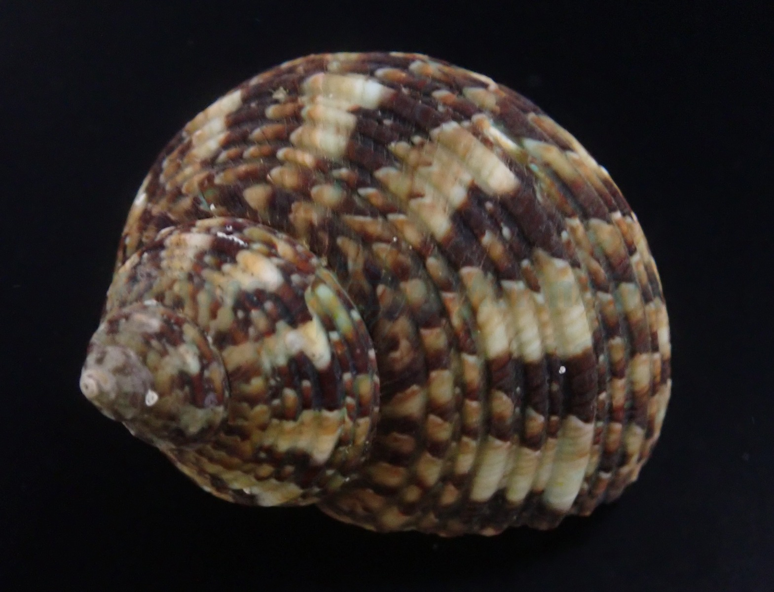 14cbbbecb1ab90dbccf693282d1c15c8