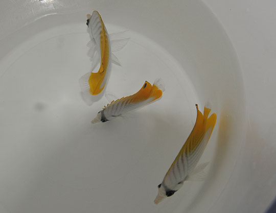 a297df2f0197f76487db22bf8ba42437