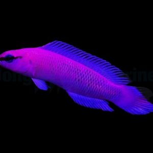 da735b6eccd5c8ce1ba80a267e5de4a8