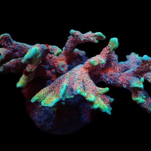 a8a739ec755359a15a11c28619924396