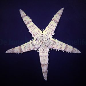 da37722dffbc0c36a9f01296c0d32375